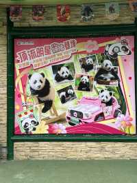 熊貓明星💕妹豬打卡必去🐼  樹熊🐨 近距離接觸長頸鹿🦒