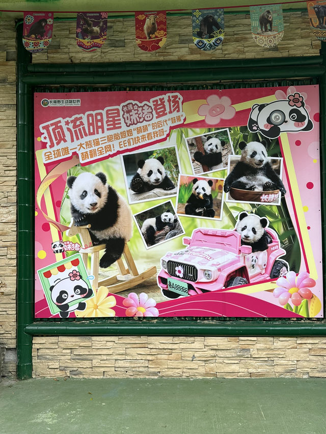 熊貓明星💕妹豬打卡必去🐼  樹熊🐨 近距離接觸長頸鹿🦒 熊貓明星💕妹豬打卡必去🐼  樹熊🐨 近距離接觸長頸鹿🦒