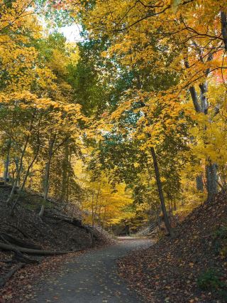 Autumn Hamilton | เส้นทางรถไฟที่พลาดไม่ได้เมื่อใบเมเปิลบานสะพรั่ง เป็นสถานที่ธรรมชาติที่งดงาม เงียบสงบ และผ่อนคลายอย่างแท้จริง!

ทุกครั้งที่ถึงฤดูใบเมเปิล ฉันอยากหาที่ที่ผู้คนไม่พลุกพล่านและค่อยๆ ดื่มด่ำกับสีสันของฤดูใบไม้ร่วง ครั้งนี้ฉันเลือกเส้นทาง Ginger Valley Trail ที่เมืองแฮมิลตัน รัฐออนแทรีโอ ประเทศแคนาดา เส้นทางทั้งหมดเป็นทัศนียภาพธรรมชาติบริสุทธิ์กลางแจ้ง ห่างไกลจากตัวเมือง เต็มไปด้วยใบเมเปิลสีทองอร่าม วิวระยะใกล้คือป่าเขาเขียวขจี มองไกลๆ ตกแต่งด้วยสถาปัตยกรรมสมัยใหม่ เหมาะอย่างยิ่งสำหรับการถ่ายภาพ