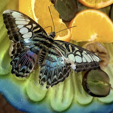 Tucson Botanical Gardens Tucson Botanical Gardens