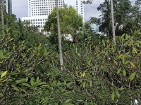 Kowloon Park 九龍公園