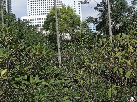 Kowloon Park 九龍公園