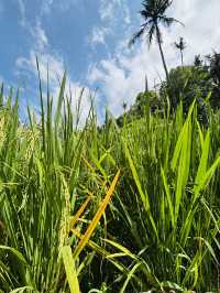 Terrace Tranquil🌾