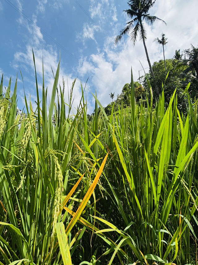 Terrace Tranquil🌾 Terrace Tranquil🌾