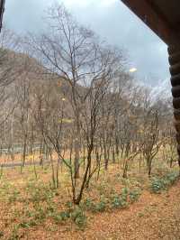 在奧入瀨溪流星野,睡到飽、泡到飽、吃到飽,悠閒愜意的享受自然