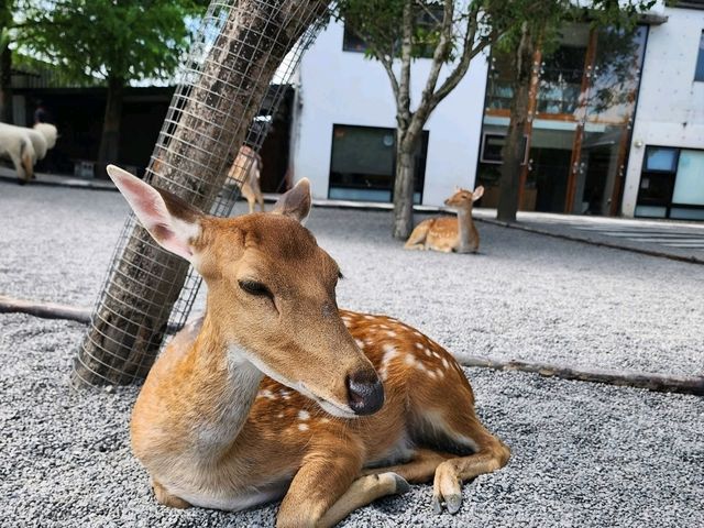 Spend a Wild Day at Yilan’s Lanyang Animal and Plant Kingdom 🦙✨ Spend a Wild Day at Yilan’s Lanyang Animal and Plant Kingdom 🦙✨