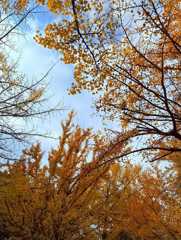 🍁✨ ใบไม้เปลี่ยนสีที่มหาวิทยาลัยฮอกไกโด 🍁✨ ใบไม้เปลี่ยนสีที่มหาวิทยาลัยฮอกไกโด