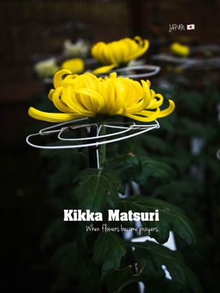 Chrysanthemums: The Flower of Faith in Japan