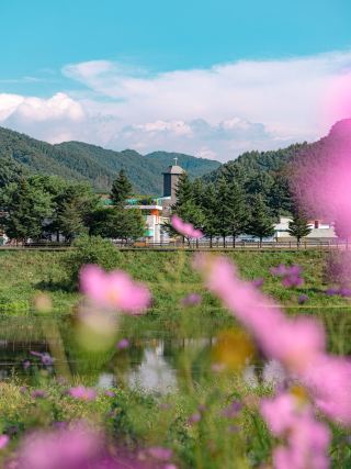 횡성 코스모스와 메밀꽃