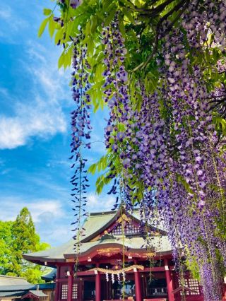 藤架的秘境景點【笠間稻荷神社】