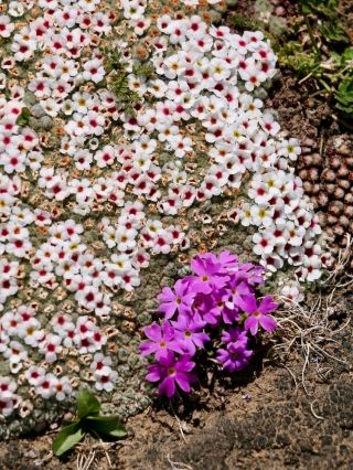 🌸 Yamdrok Lake | Blossoms at 5,000 Metres