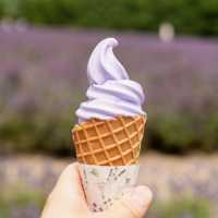 🇯🇵 훗카이도 – 7월 중순 라벤더 축제, 팜토미타 💜