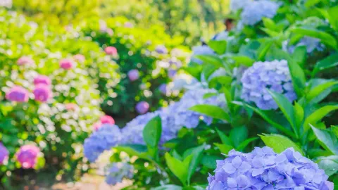 Vibrant Colors of the Rainy Season: Fuchu Kyodo no Mori Hydrangea Festival. — traveler post in Fuchu