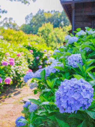 Adding color to the rainy season, the Fuchu Hometown Forest Hydrangea Festival 💠🌿