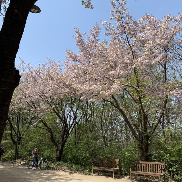 서울숲 벚꽃구경🌸🌸🌸