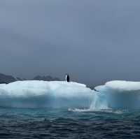 Antarctica, South Georgia, Falkland 