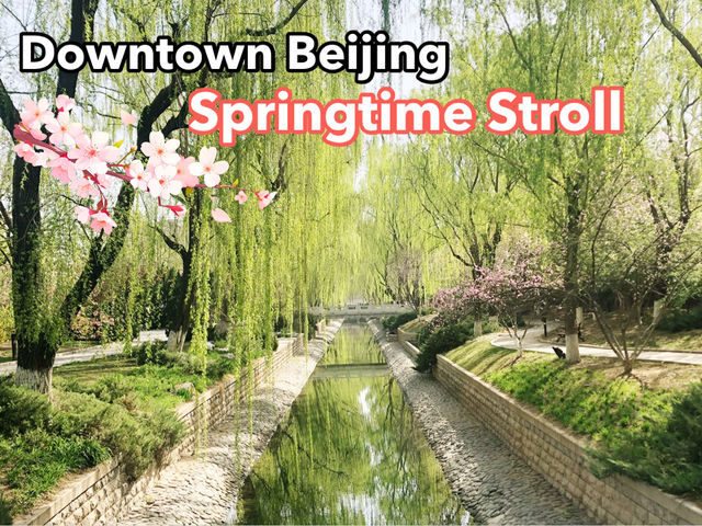 🌸🌳🍒Blossoms in Downtown Beijing! 🏙️