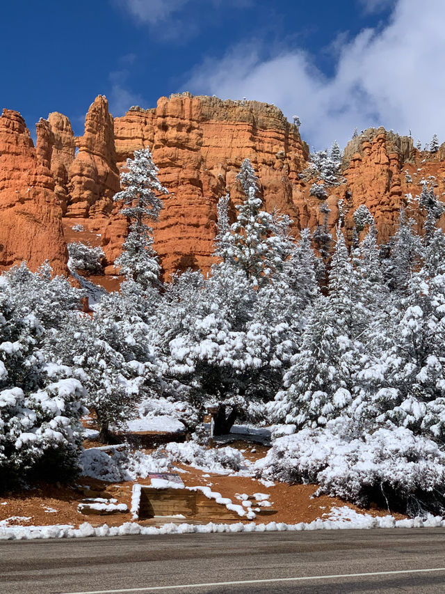 Hike Near Nature’s Christmas Trees