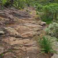 Anaga Rural Park walk. Tenerife.