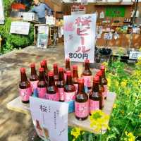 🌸河津賞櫻大道🌸超美賞櫻花熱點🌸