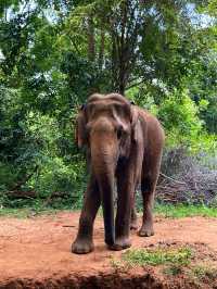 Однодневный тур по Элле — незабываемое приключение! 🌿🐘