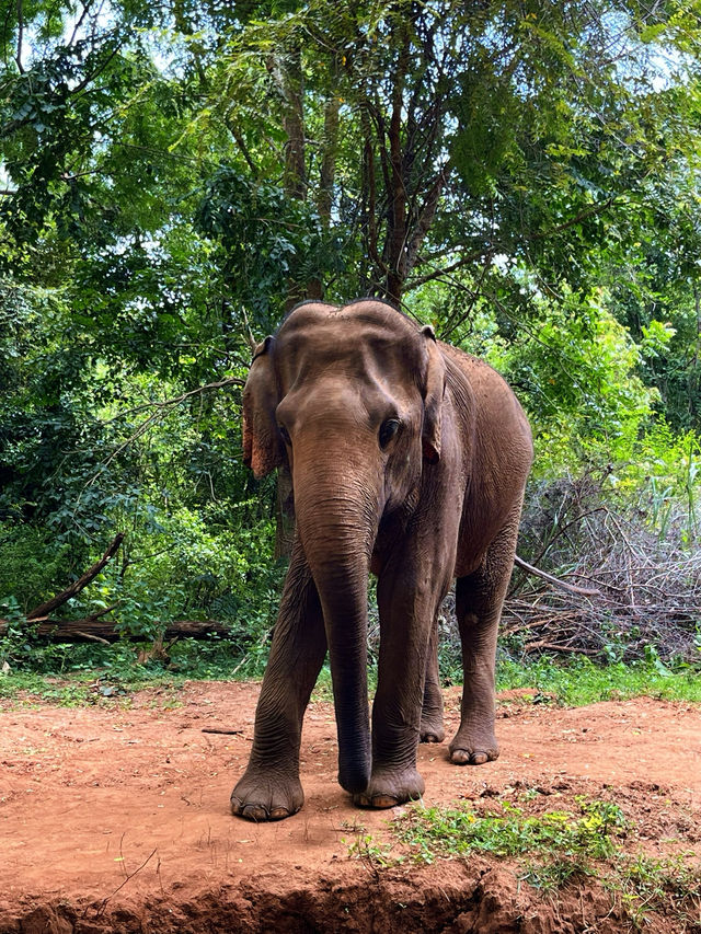 Однодневный тур по Элле — незабываемое приключение! 🌿🐘