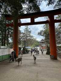Nara’s Enchanting Shrines & Sacred Deer Encounters