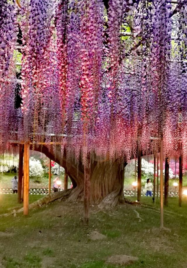 One of Japan's famous flower viewing spots | Ashikaga Flower Park