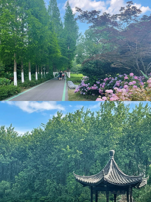 今年秋天，一定要去看合肥的紅杉林美哭了川很快，等到下個月
