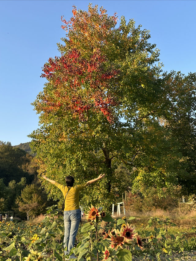 三天兩夜塔川宏村遊