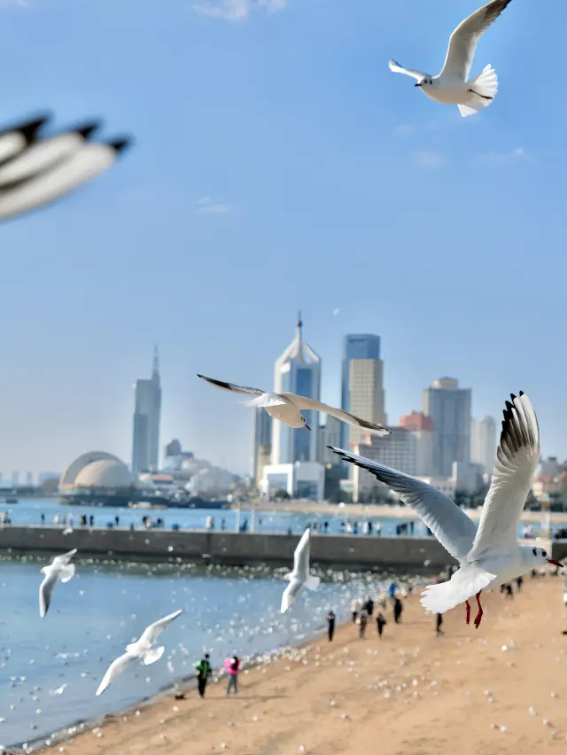 The seagulls from Siberia have come to Qingdao, aren't you coming yet?