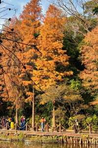 深圳拍照 新年去仙湖植物園看一次落羽杉吧