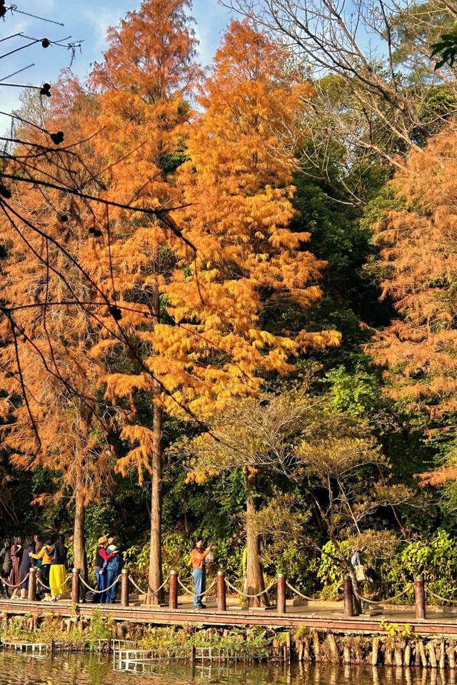 深圳拍照 新年去仙湖植物園看一次落羽杉吧 深圳拍照 新年去仙湖植物園看一次落羽杉吧