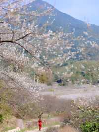從化雞枕山的梅花盛花期快結束啦