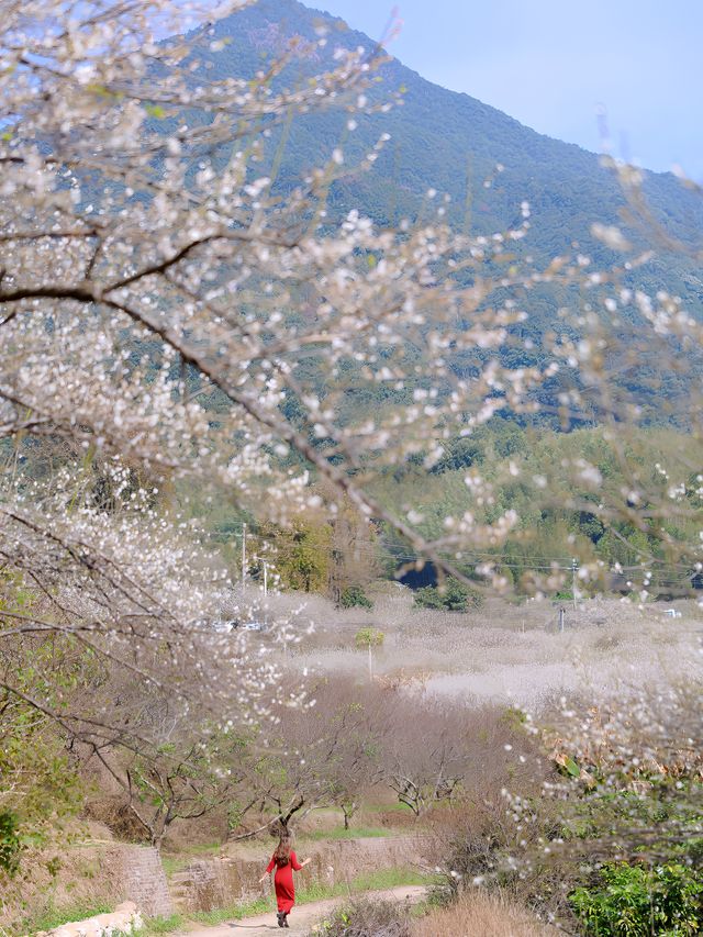 從化雞枕山的梅花盛花期快結束啦
