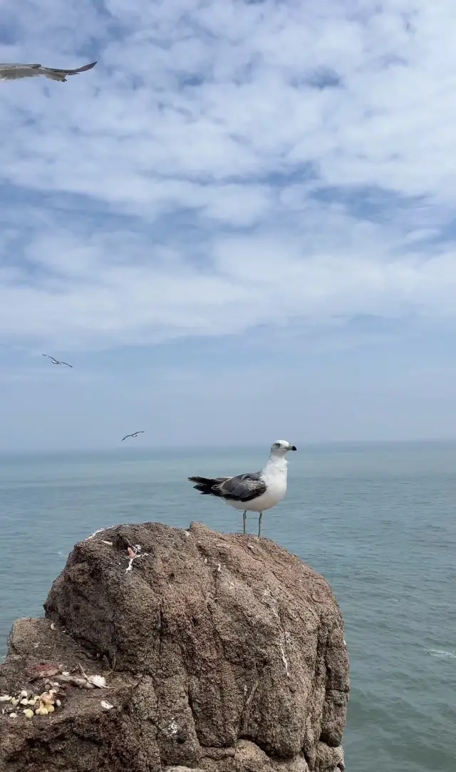 So beautiful, Chengshantou in Weihai | China's stunning coastal scenery