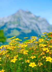 進入仙境——探索瑞士阿爾卑斯山最美花園！
