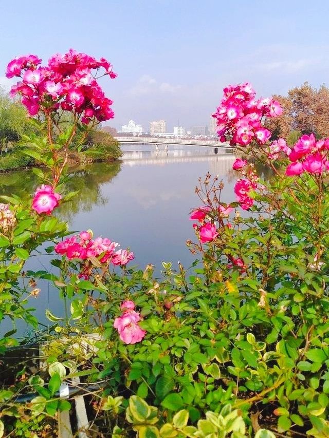 進入仙境——探索瑞士阿爾卑斯山最美花園！