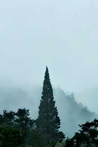 小眾旅遊地百山祖