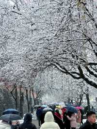 西安_雪花飄飄的大雁塔