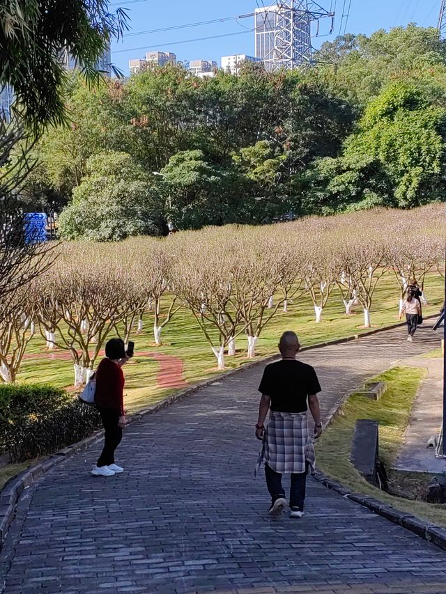 自駕遊廣東，深圳梅園賞梅