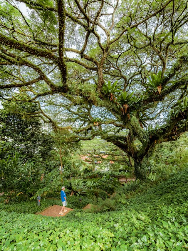 綠野仙踪新加坡福康寧公園不止樹洞