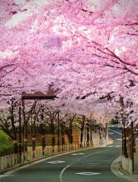 原本以為韶關櫻花夠美了，直到我去了世界最大的櫻花季又來