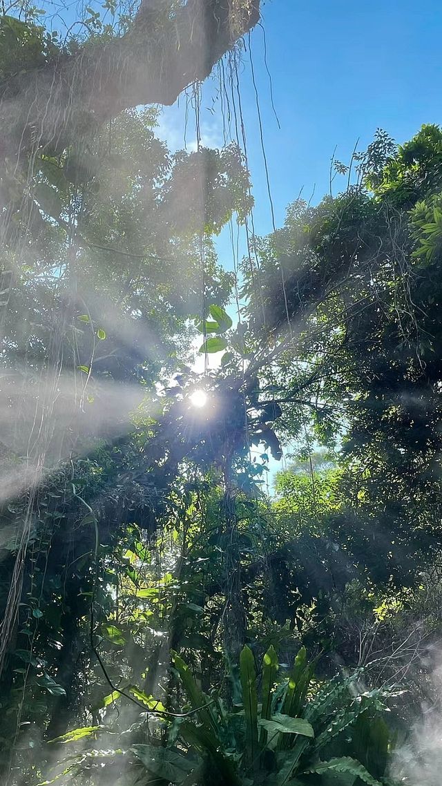 植物園美爆了超級出片！我在廈門等你！