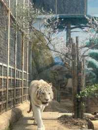 濟南一日遊好去處｜動物園裡有什麼