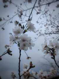 十思園—溧陽花海