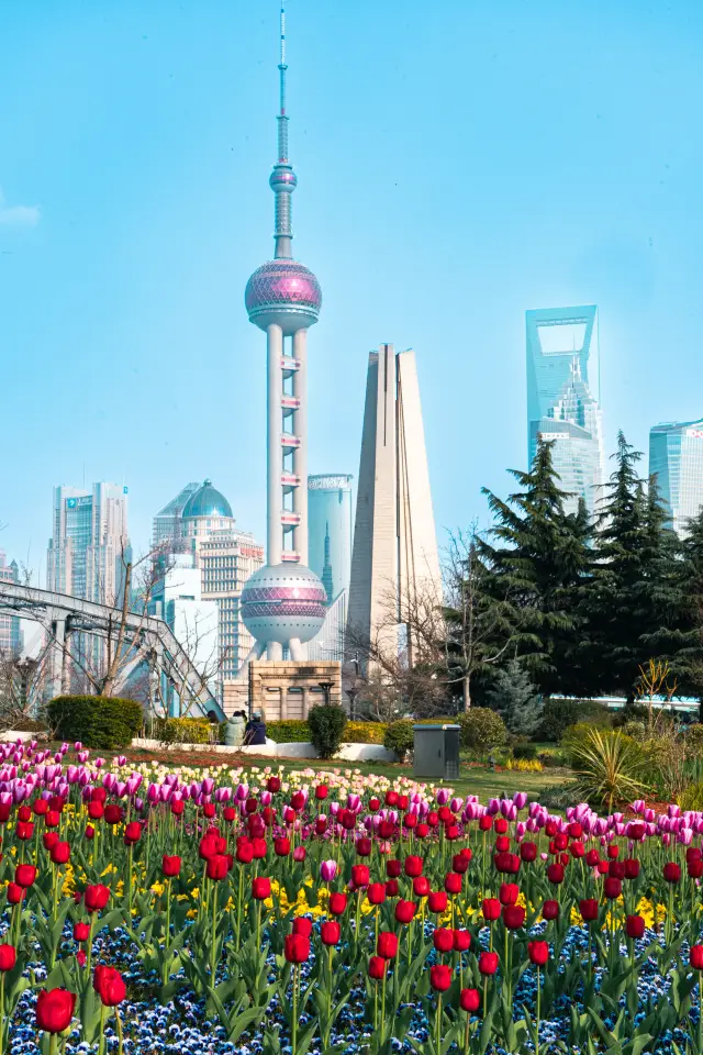 The tulips of Shanghai's Bund, a romantic promise of spring