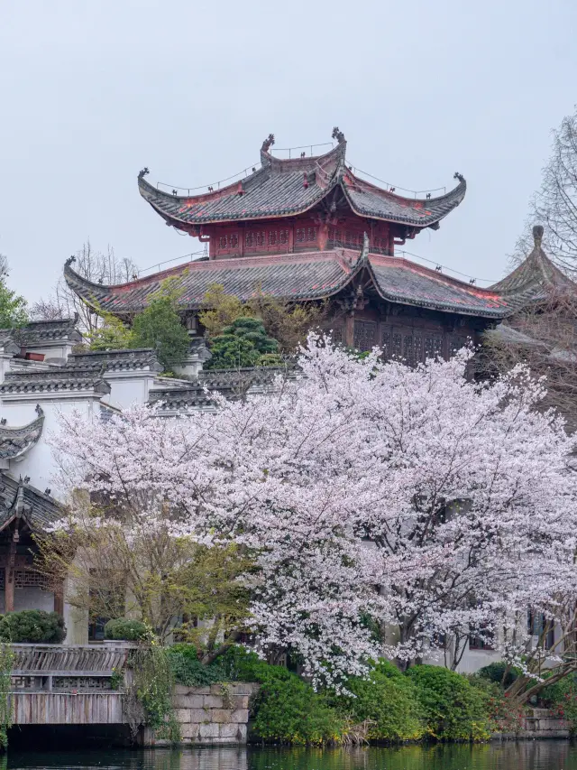 Spring Limited Hangzhou Cherry Blossom Check-in!