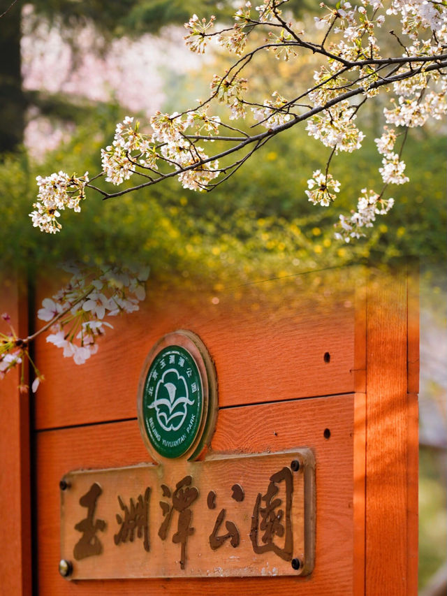 感受櫻花魔力！探秘玉淵潭公園：最佳遊覽路線、拍照技巧一網打盡