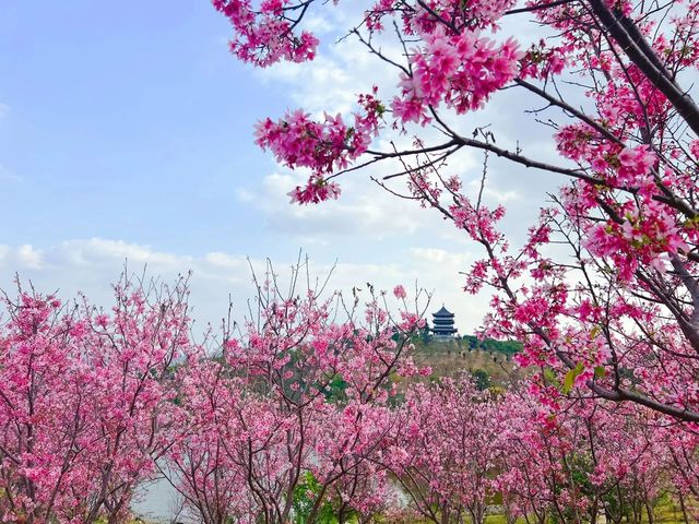 南寧青秀山桃花～～～～開花啦